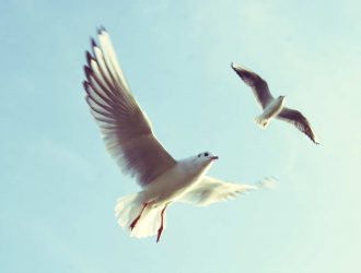 Two seagulls in flight in a blue sky